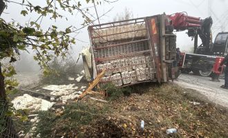 Bolu'da virajı alamayan kamyon devrildi: Onlarca tavuk telef oldu