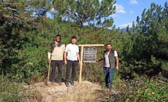 Bolu’da yanan ormanlık alanlara feromon tuzakları asıldı