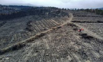 Bolu’da, yangında zarar gören 136 hektarlık alan ağaçlandırılacak