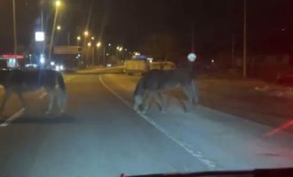 Bolu'da yılkı atları D-100'e indi: Orta refüjde otladılar.....