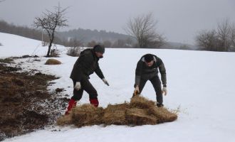 Bolu’da yılkı atlarına yem bırakıldı..
