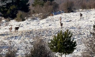 Bolu’da yiyecek arayan karaca sürüsü görüntülendi....