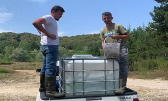 Bolu’dan Sakarya’ya 400 bin yavru pullu sazan balığı gönderildi.......