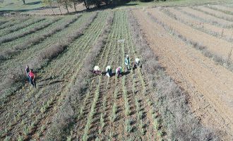 Bolulu çiftçilerin yeni gelir kapısı ada çayı olacak