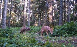 Bolu'nun yaban hayatı fotokapana yansıdı