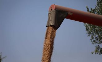 Bu buğdayın faydaları saymakla bitmiyor