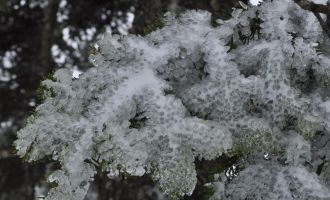 Çam ağaçlarının yaprakları buz tuttu......
