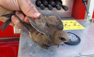 Çatıya sıkışan ebabil kuşu kurtarıldı