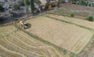 Çeltik, 4 ay devamlı suyun içinde kalarak yetişiyor