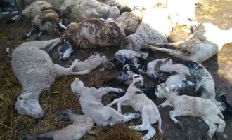 Çiçek hastalığı bulaşan 117 koyun ve kuzu telef oldu