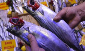 Denizden daha az çıkan palamutun fiyatı yükseldi..