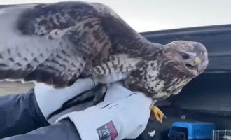 Depresif kartal rehabilite edildi