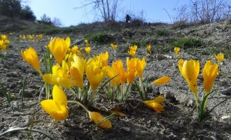 Doğa uyandı, ilkbaharın müjdecisi çiğdemler rengarenk çiçek açtı
