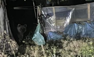 Evin bahçesine giren ayı aradığını bulamayınca uzaklaştı