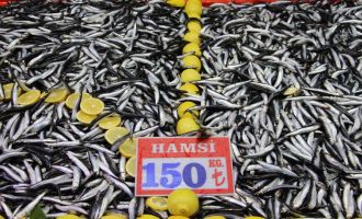 Fiyatı düşen hamsiye talep arttı: 'Son 10 yıldır böyle güzel hamsi gelmedi'