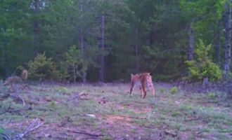 Foto kapanlara ‘Vaşak’ takıldı