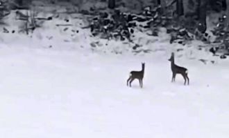 Geyiklerin kar neşesi kamerada….