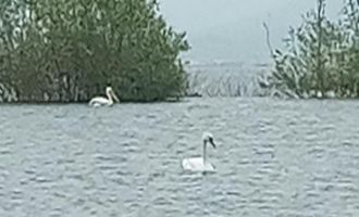 Göç eden 6 pelikan ve 1 kuğu Bolu'da görüntülendi