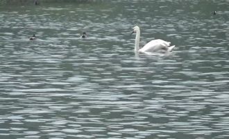 Göç esnasında göle kondu, Bolu'da ilk kez görüldü