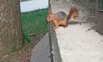 Gölcük Tabiat Parkı’ndaki sincap tatilcilerin maskotu oldu
