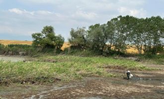 Gölette can çekişen onlarca balık kurtarıldı....