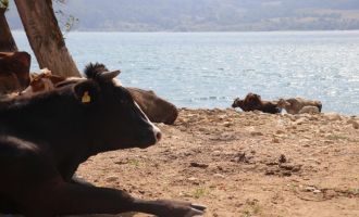 Görüntüler 'burası halk plajı değil, inek plajı' dedirtti