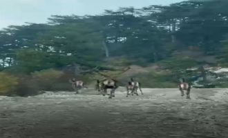 Göynük'te geyik sürüsü kameraya yansıdı