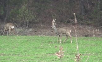 Hava sıcakları yükselince geyikler köylere kadar indi