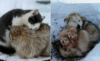 Haydi Bolu, hep birlikte minik dostlarımızı koruyalım soğuktan ayazdan…