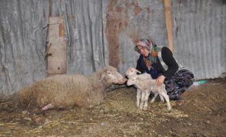 Hem mutluluğu hem üzüntüyü yaşadılar: Sezaryenle doğum yapan koyun telef oldu