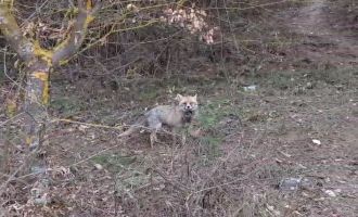 İftar vakti yiyecek arayan tilki, iftar sofrasına denk geldi