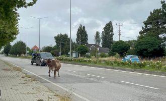 İnek araçlara aldırış etmeden trafiği tehlikeye soktu..