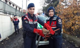 Jandarmanın bulduğu yaralı şahin tedavi altına alındı.....