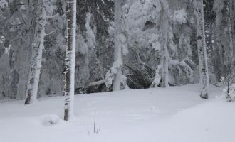 Kar birikintisine dayanamayan ağaçlar devrildi