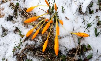 Kar soğuğu baharın müjdecisini dondurdu