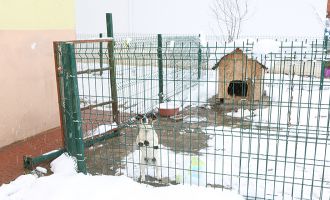 Karantinadaki Tekin ailesinin kedi ve köpeklerine Bolu Belediyesi sahip çıktı