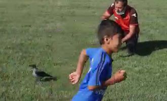 'Karaoğlan' ismi verilen karga, spor tesisinin maskotu haline geldi