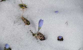 Karların arasında bahar müjdecileri çiçek açtı