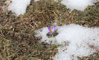 Karların erimesiyle yeşil alanlar açan çiçeklerle renklendi