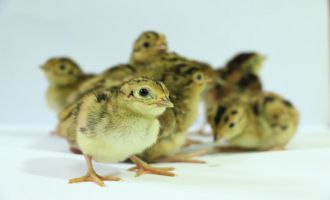 Kene avcısı 15 bin ‘sülün’ doğaya salınacak