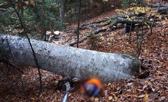 Kestiği ağacın altında kalan kişi hayatını kaybetti