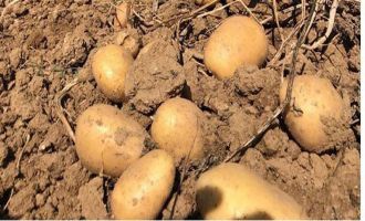 Konfeksiyonda etek, gıdada patates zirveyi gördü