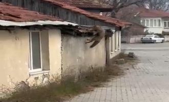 Köpek seslerini duyan tilkinin yaşadığı panik kamerada.....