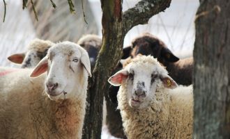 Kurban kesim ve hareketliliklerinde uyulması gereken esaslar belirlendi
