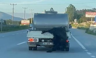 Kurbanlığı araçtan sarkıtan sürücüye 31 bin lira ceza