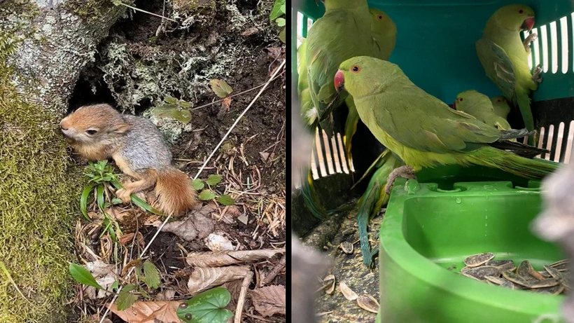 Kuş kaçakçıları yakalandı: 446 bin 455 lira para cezası