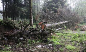 Kuvvetli rüzgar dev ağaçları kökünden söktü