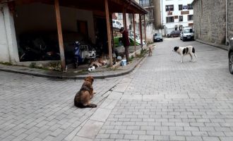 Lokantalarda artan yemekleri hayvanlar için topluyor.....