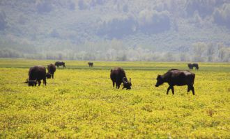 Manda yetiştirmek, sığır yetiştirmekten daha kolay