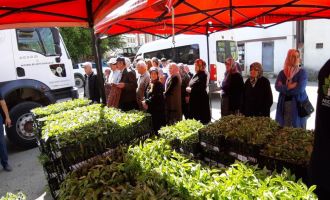 Mudurnu'da 108 bin fide dağıtıldı, çiftçiler akın etti....